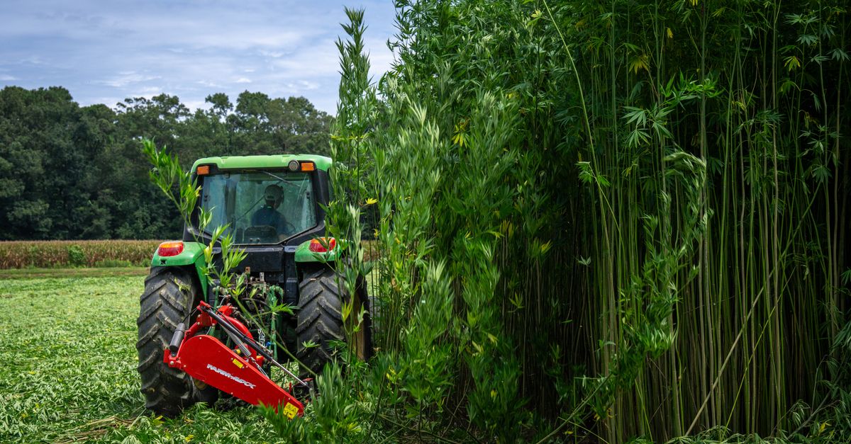 A tractor efficiently harvesting a lush field of tall industrial hemp plants under a clear sky.